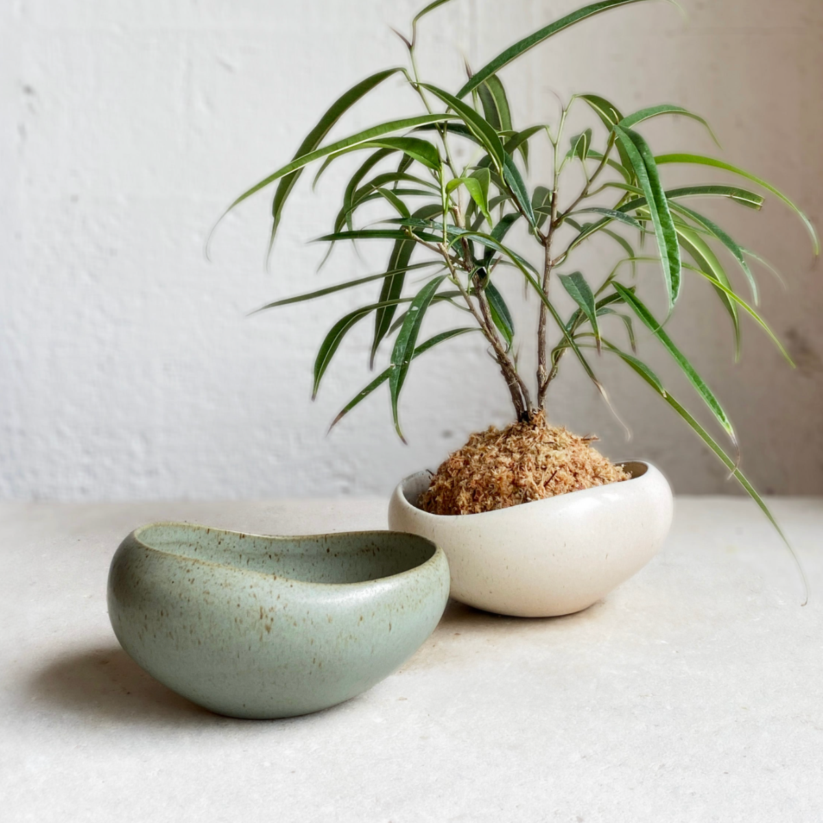 Small potted plant and ceramic bowl on a light surface with a neutral background