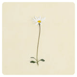 Daisy Greeting Card
