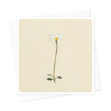 Daisy Greeting Card
